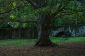 Beech tree, Normandy, France. - Jerome Blanchard's artworks