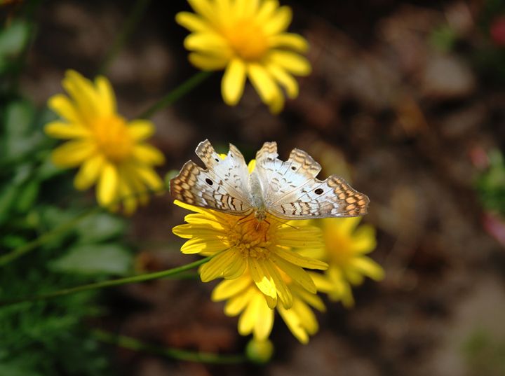 Wings - VMartin Photoart