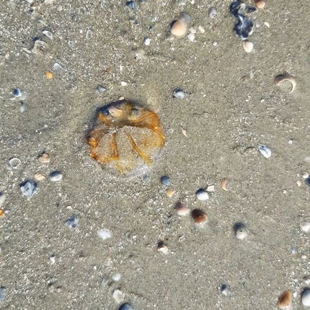 Jelly- Galveston, Texas - Purpledesigner space - Photography, Animals ...