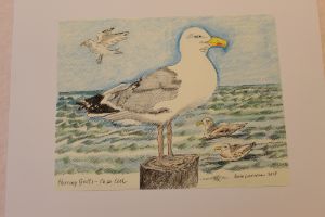 Cape Cod Herring Gull