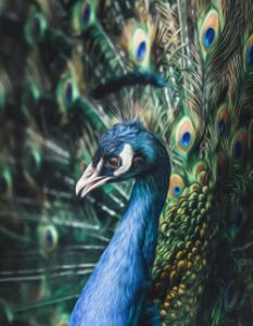 Peacock bird painting art #pecock - JBJart Justyna Jaszke - Digital Art,  Animals, Birds, & Fish, Birds, Peacocks - ArtPal
