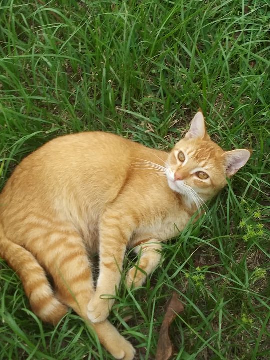 Kitty Kat Lawn Time Beautiful creations Photography, Animals, Birds, & Fish, Cats & Kittens