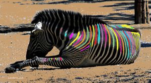 Painted Zebra - Paintings by John Lautermilch