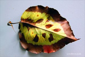 September Leaf - Paintings by John Lautermilch