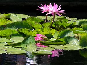 Reflections of Beauty - Paintings by John Lautermilch