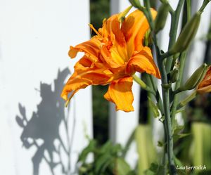 Day Lily in Backyard - Paintings by John Lautermilch