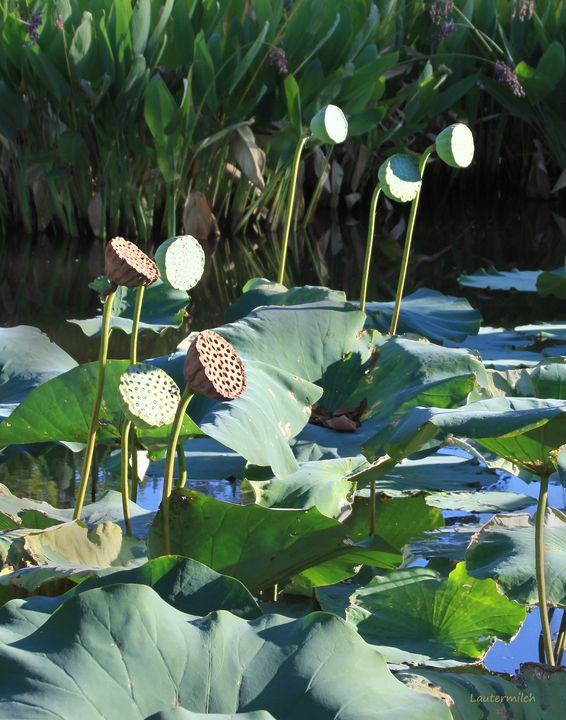Lotus Pods in Sunlight - Paintings by John Lautermilch