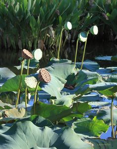 Lotus Pods in Sunlight - Paintings by John Lautermilch