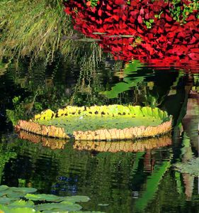 Bright Colors on the Pond - Paintings by John Lautermilch
