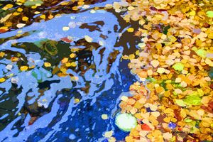 Leaves In Stream - Paintings by John Lautermilch