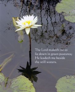 Water Lily with Verse - Paintings by John Lautermilch