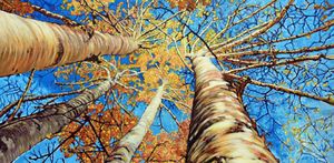 Aspens in Colorado - Paintings by John Lautermilch