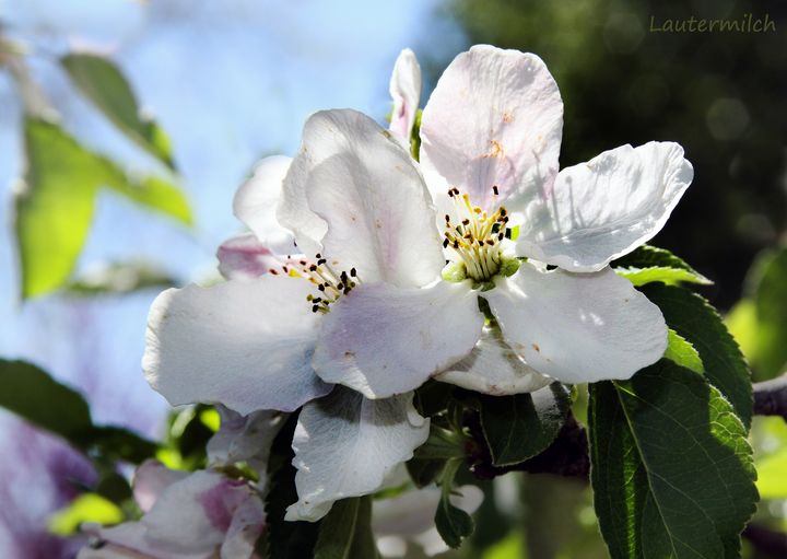 Apple Blossom - Paintings by John Lautermilch