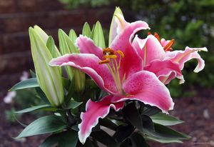 Beautiful Lily - Paintings by John Lautermilch