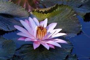 Pink Lily in Sunlight - Paintings by John Lautermilch