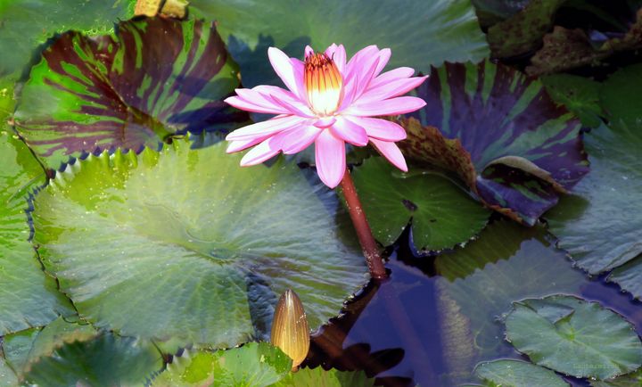 Water Lily in Sunlight - Paintings by John Lautermilch
