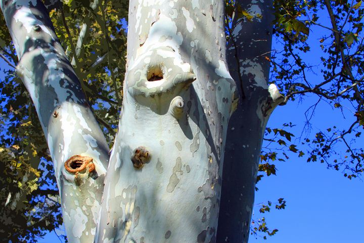 Sycamore Tree in Forest Park - Paintings by John Lautermilch