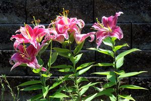 Asiatic Lilies two - Paintings by John Lautermilch