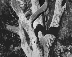 Twisting Tree - Paintings by John Lautermilch