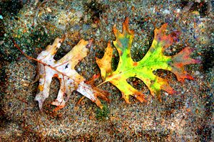 Winter Leaves - Paintings by John Lautermilch