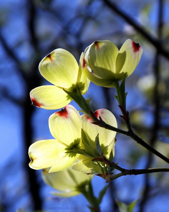 Dogwood In Sunlight - Paintings by John Lautermilch