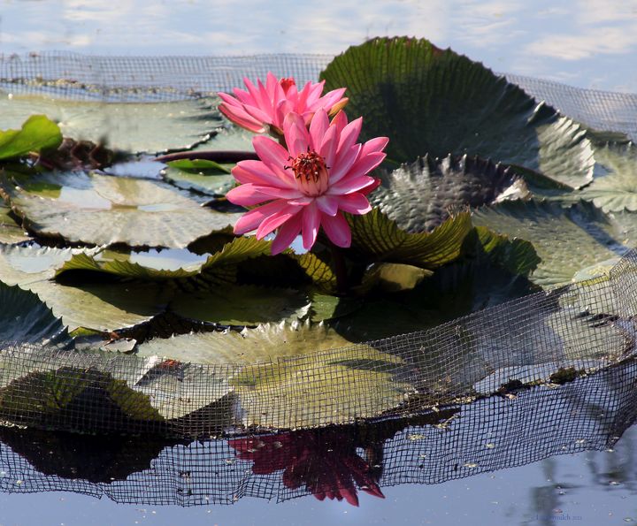 Water Lilies in Sunlight - Paintings by John Lautermilch