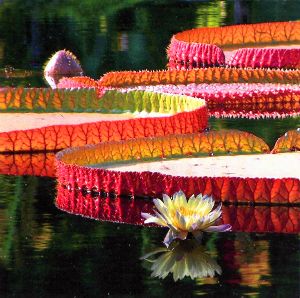 Water Lily Design - Paintings by John Lautermilch