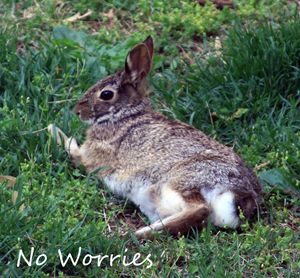No Worries - Paintings by John Lautermilch