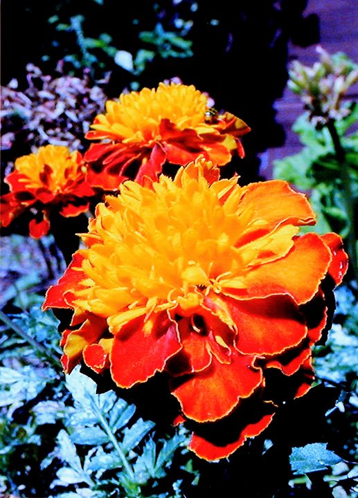 Marigold in the Sunlight - Paintings by John Lautermilch