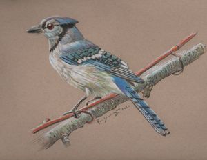 Resting Blue Jay - Amy's Art - Drawings & Illustration, Animals, Birds, &  Fish, Birds, Bluejays - ArtPal