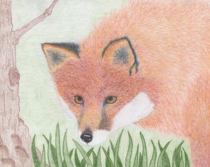 Buy Fox, Animals, Birds, & Fish, Drawings & Illustration at ArtPal