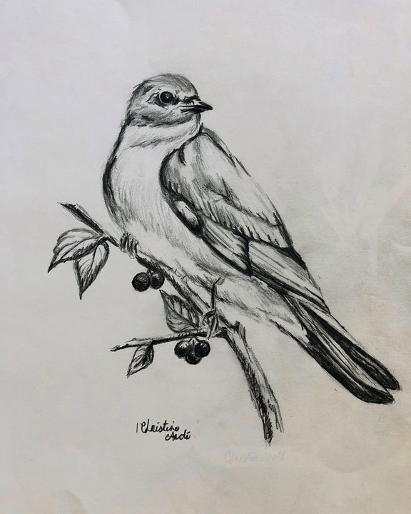 Bird on a branch - Michael Morgan - Drawings & Illustration, Animals, Birds,  & Fish, Birds, Robins - ArtPal