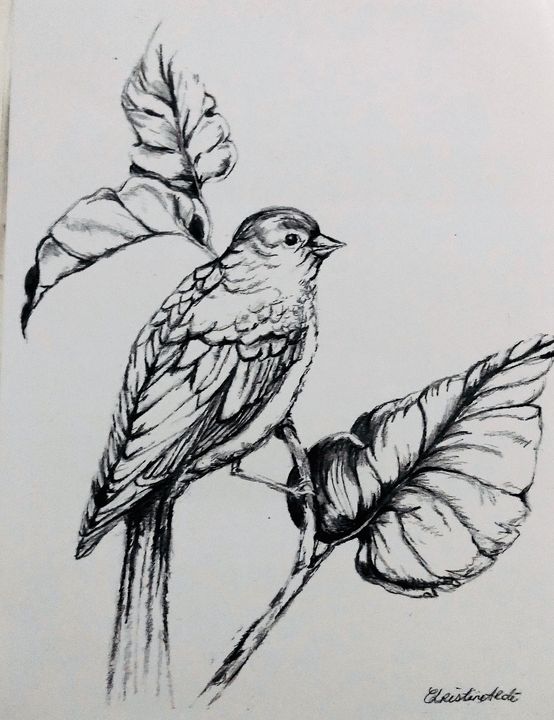 Bird Sketch - Floraison Bloom - Drawings & Illustration, Animals, Birds, &  Fish, Birds, Swallows - ArtPal