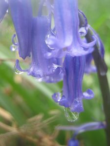 Bluebell drops