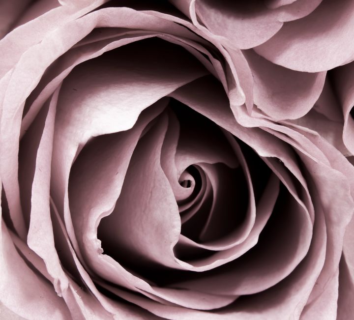 Black and White Rose, Macro Photo - Bilge Paksoylu - Digital Art ...