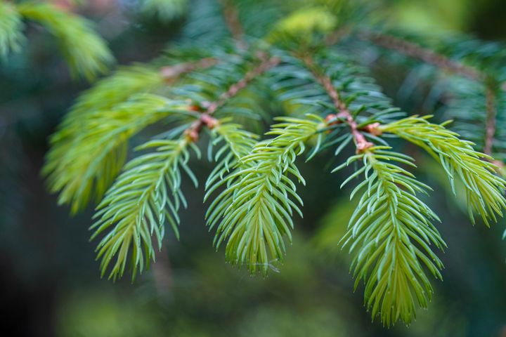 MACRO PINE TREE BRANCH - Bilge Paksoylu - Photography, Landscapes ...