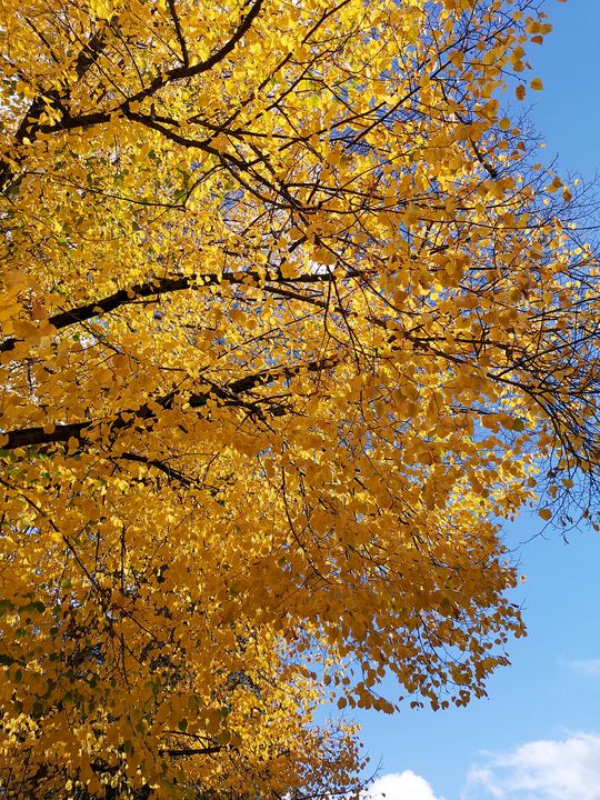 Yellow Leaves in Autumn - Bilge Paksoylu - Photography, Flowers, Plants ...