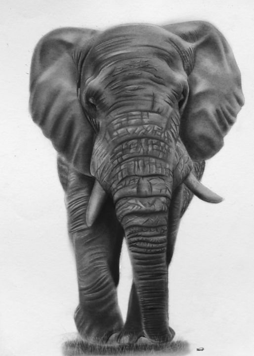 Bungalow Rose Baby Elephant Sketch Head On Canvas Print | Wayfair