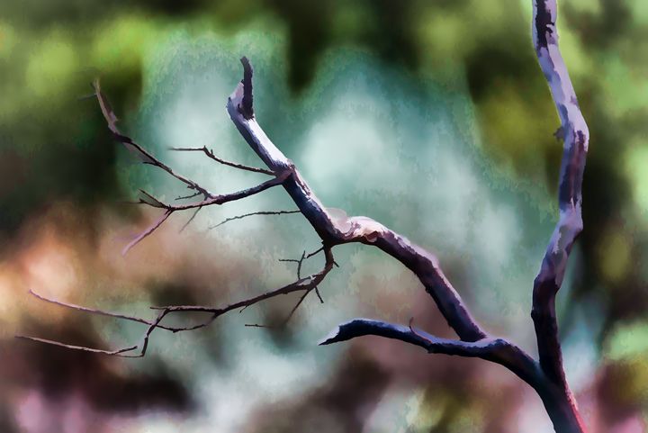 Branch in the Rain - Foto By Rudy - Digital Art, Landscapes & Nature ...