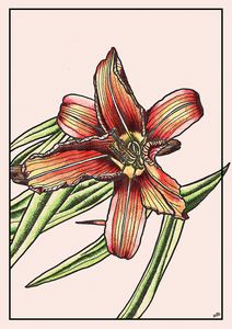 Lily Flower
