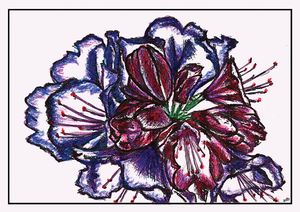 Rhododendron