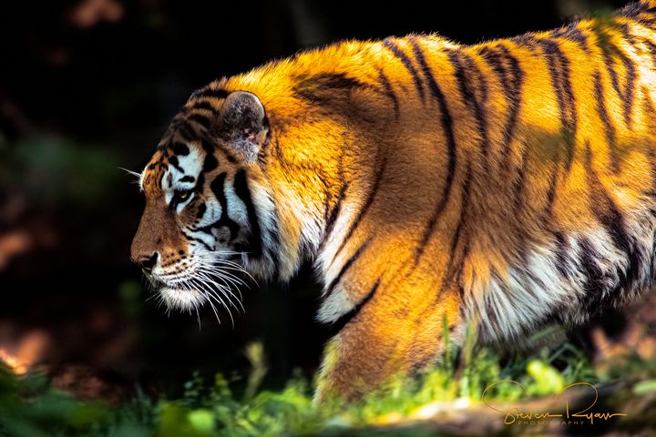 Amur Tiger - Steven G. Ryan
