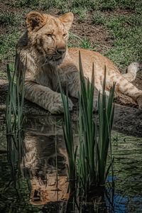 Cub King