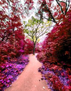 Magical Wishing Tree