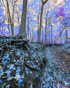 Enchanted Wooded Creek
