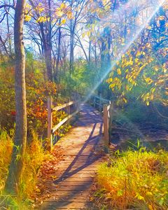 Magic Fairy Trail