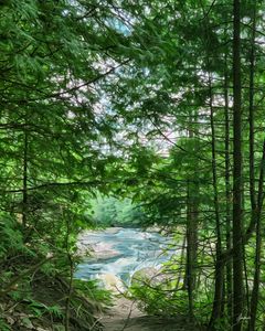 Falls Through Trees