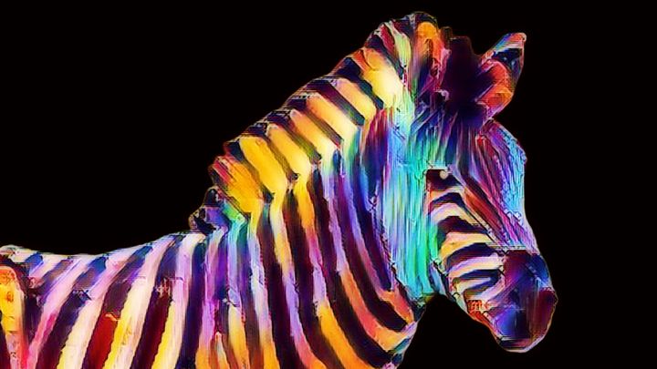 colorful zebra layouts