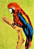 Macaw Parrot 2021