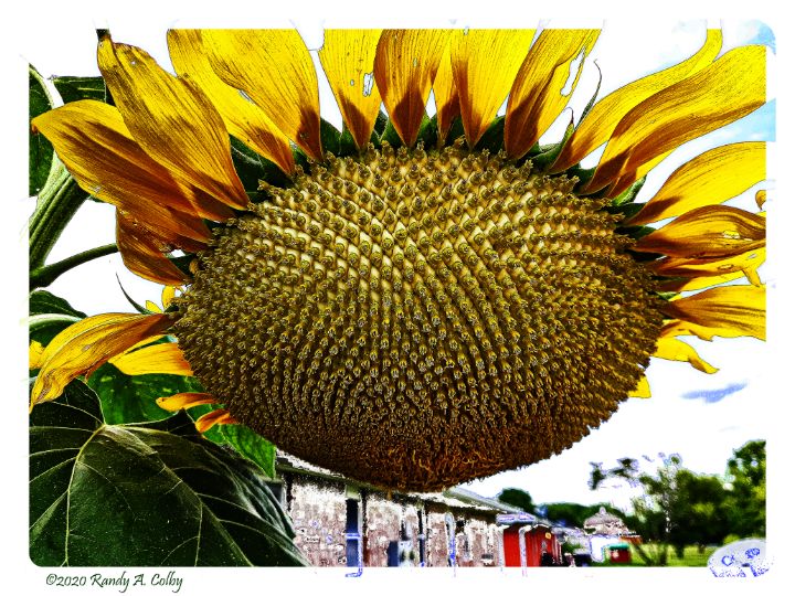 Sunflower Randy Colby Photography, Flowers, Plants, & Trees